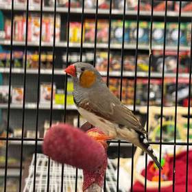 Zebra Finch