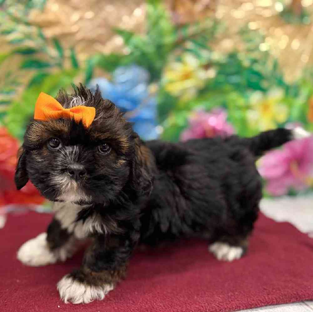 Image of a pet breed in the gallery