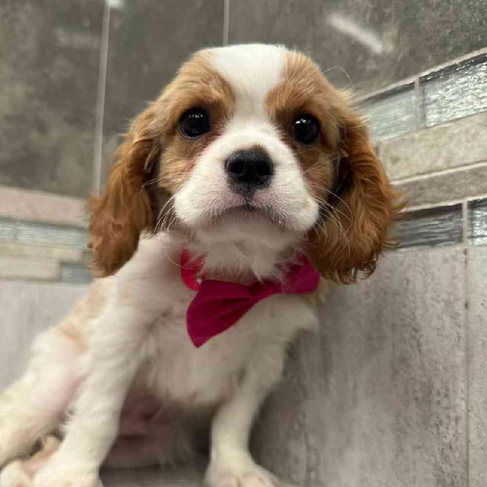 Image of a pet breed in the gallery