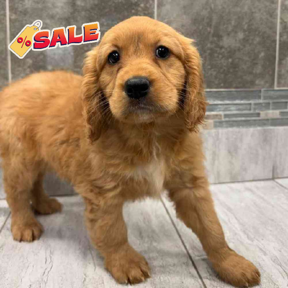Mini Golden Retriever Puppy for sale - New Haven, image size:1000x1000