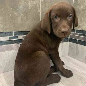 Labrador Retriever