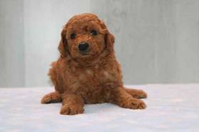 Mini Goldendoodle