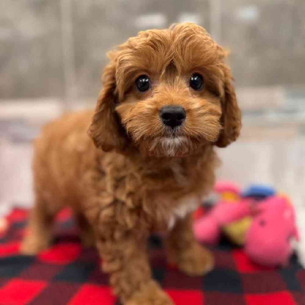 Image of a pet breed in the gallery