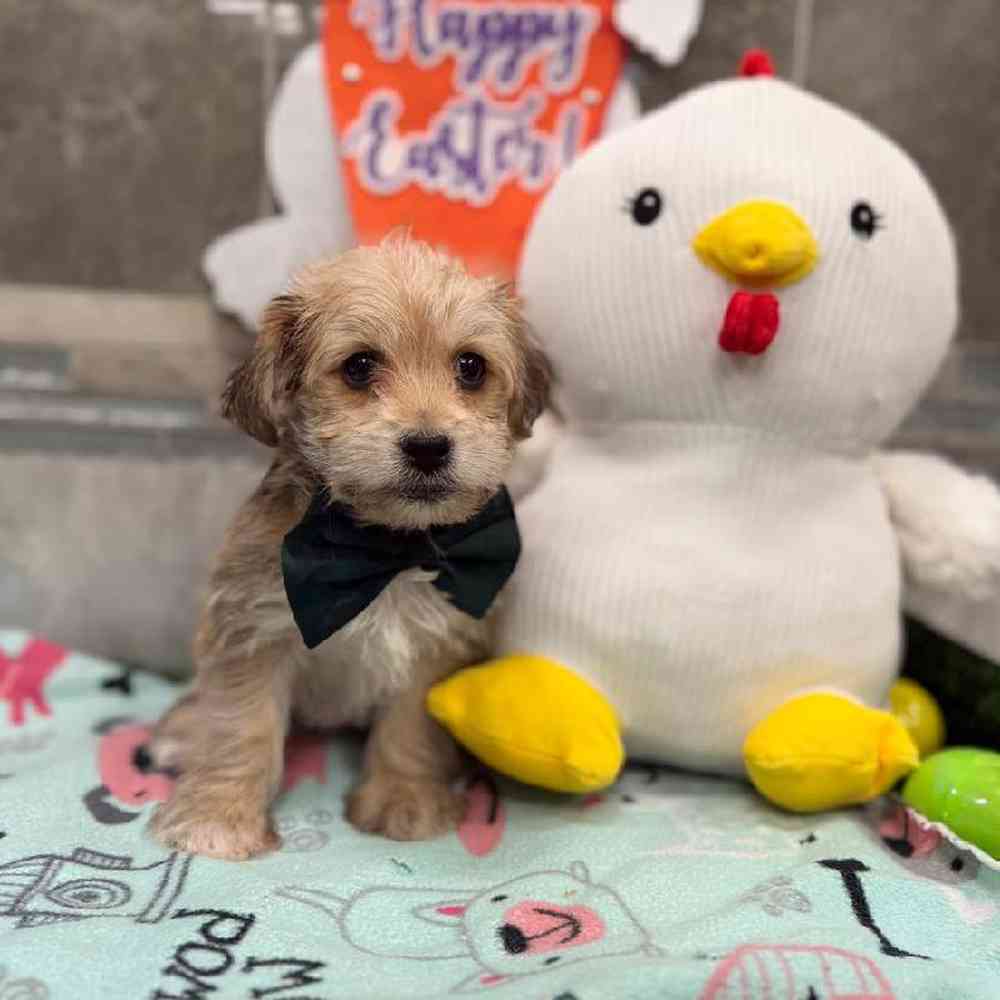 Male Yochon Puppy for Sale in New Haven, CT