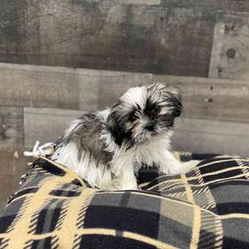 Shih Tzu