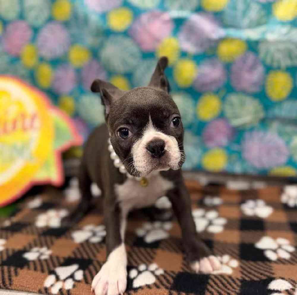 Female Boston Terrier Puppy for Sale in New Haven, CT