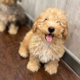Mini Poodle