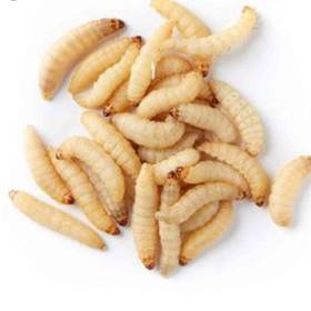 Live Waxworm