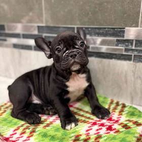 French Bulldog