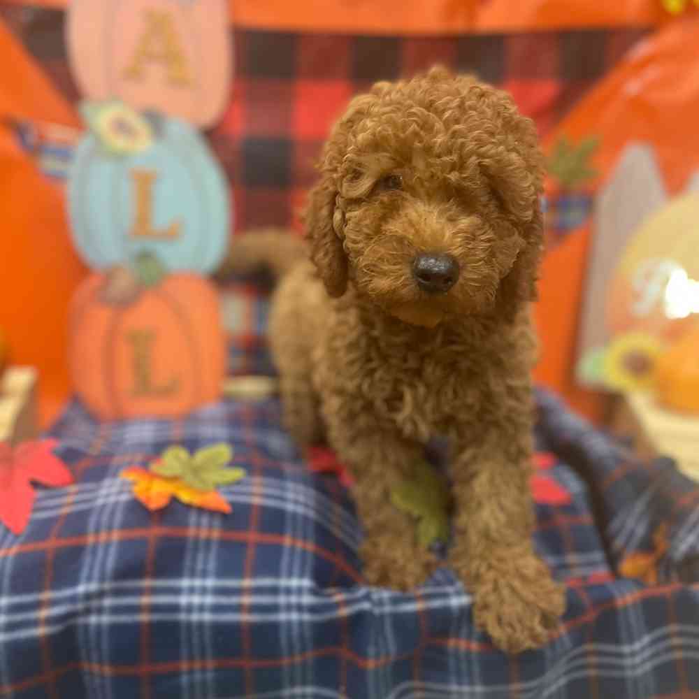 Mini Goldendoodle 2nd Gen