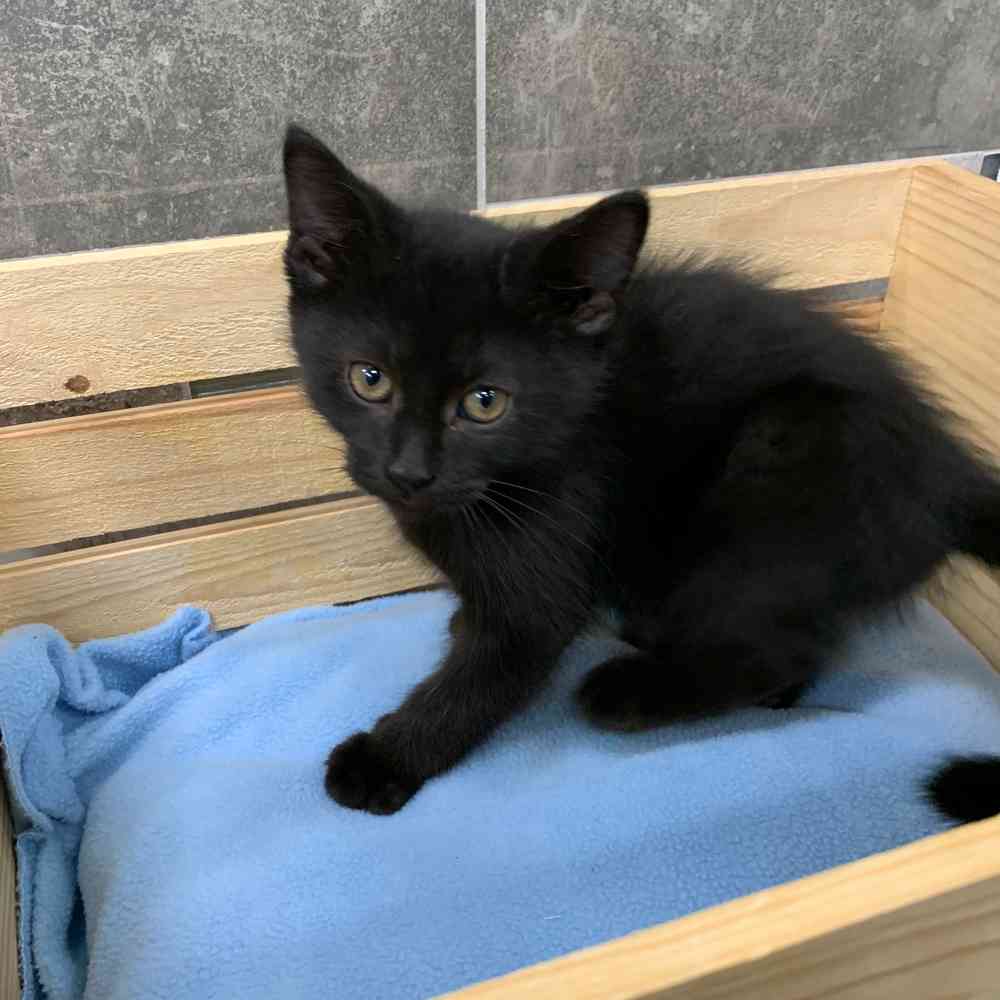 Domestic Short Hair