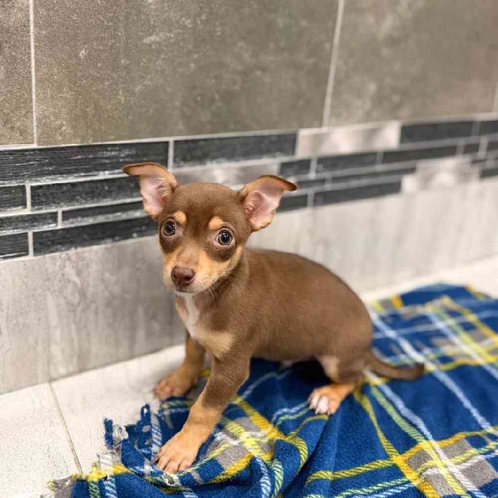 Male Chihuahua Puppy for Sale in New Haven, CT