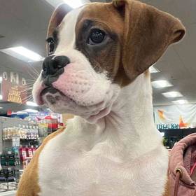 Boxer