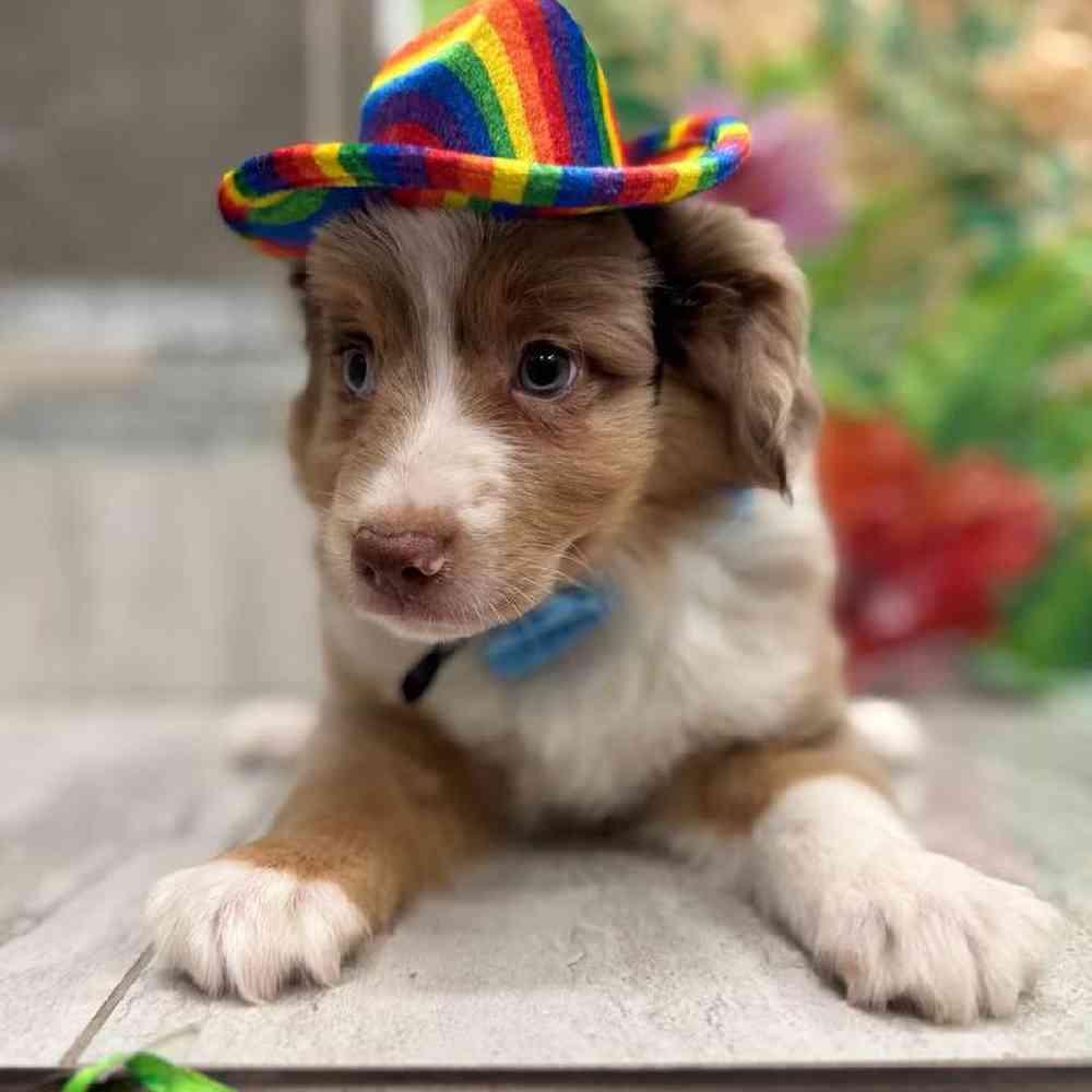 Image of a pet breed in the gallery