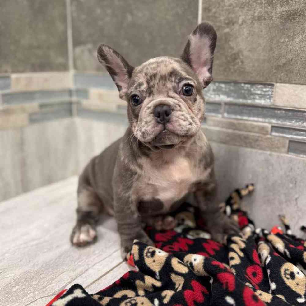 Image of a pet breed in the gallery