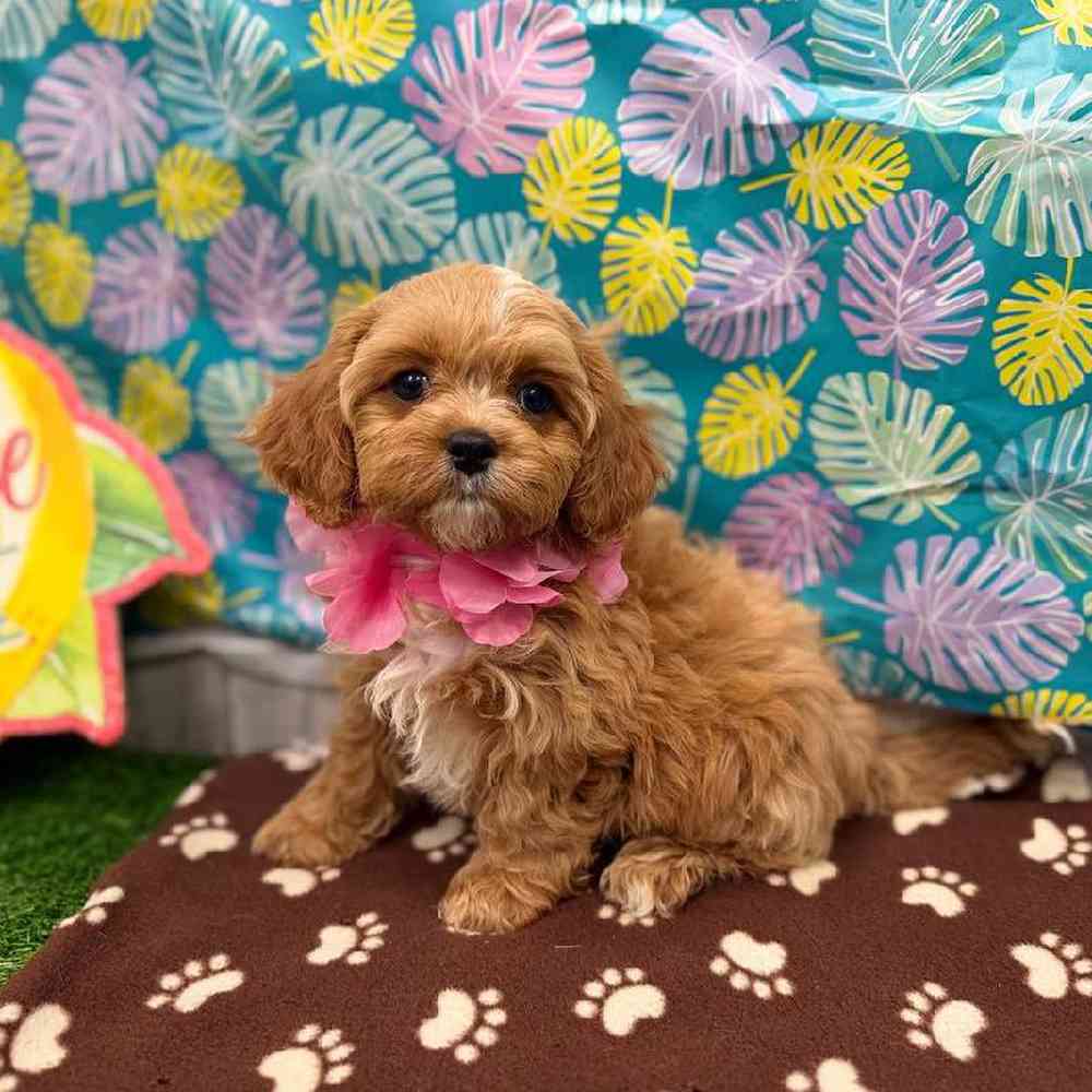 Image of a pet breed in the gallery