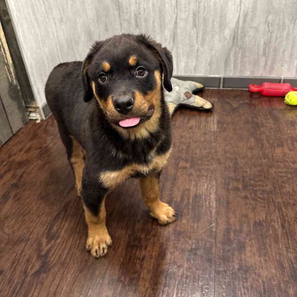 Brown Rottweiler Puppy