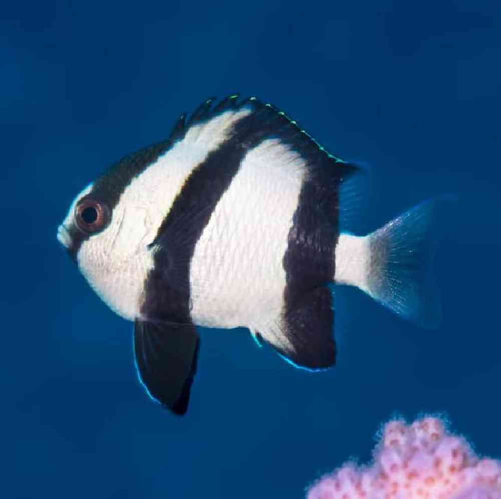 Image of a pet breed in the gallery