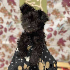 Yorkie-Poo