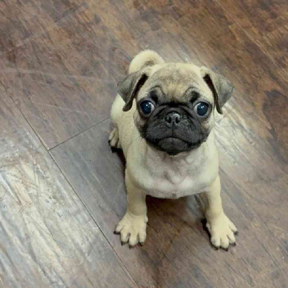 Image of a pet breed in the gallery