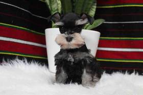 Mini Schnauzer