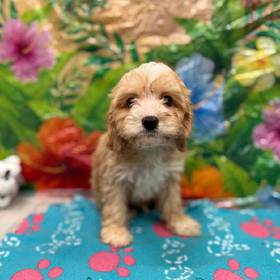 Cavapoo