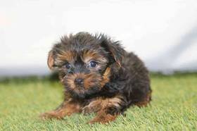 Yorkie