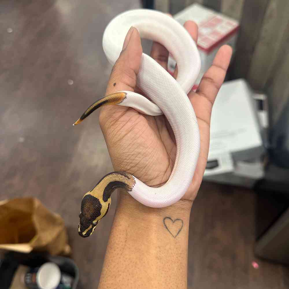 Ball Python