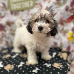 F1B Mini Goldendoodle