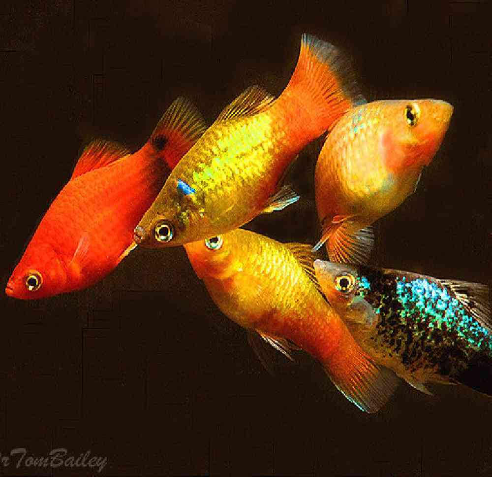 Assorted Platy