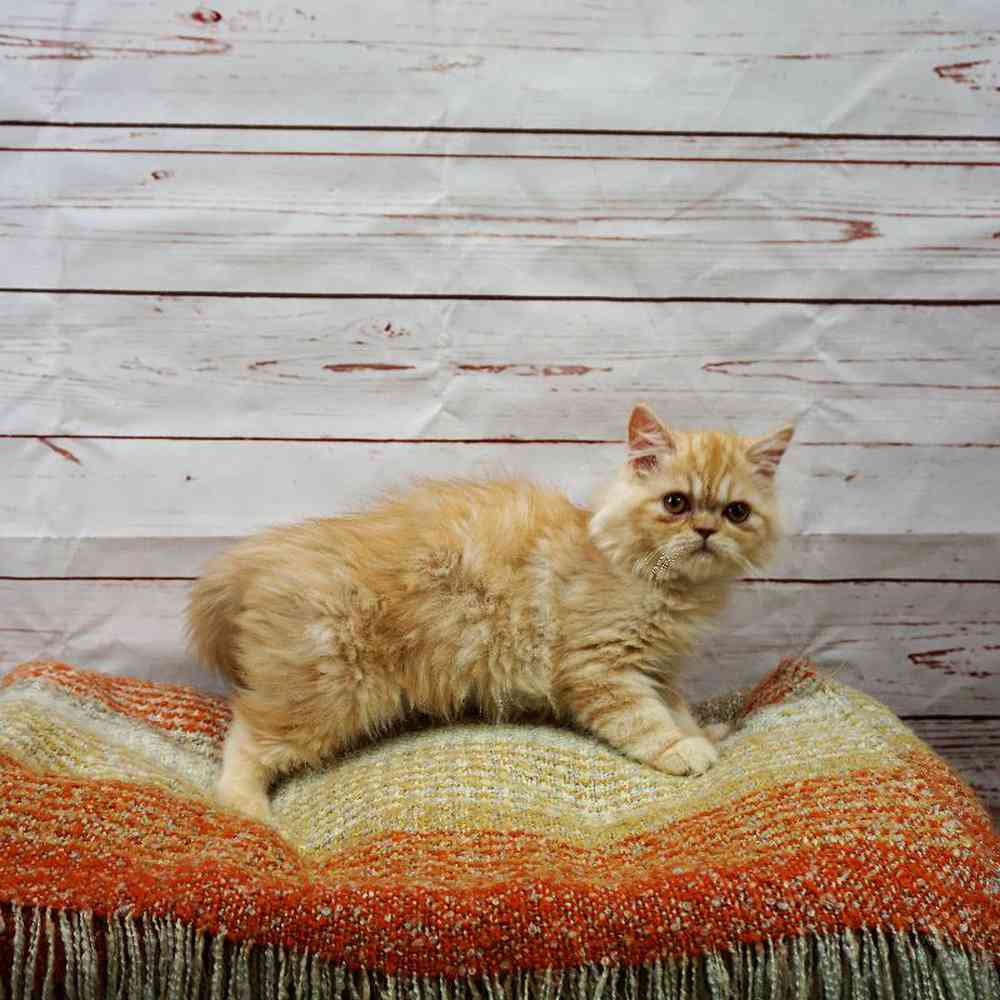 Persian