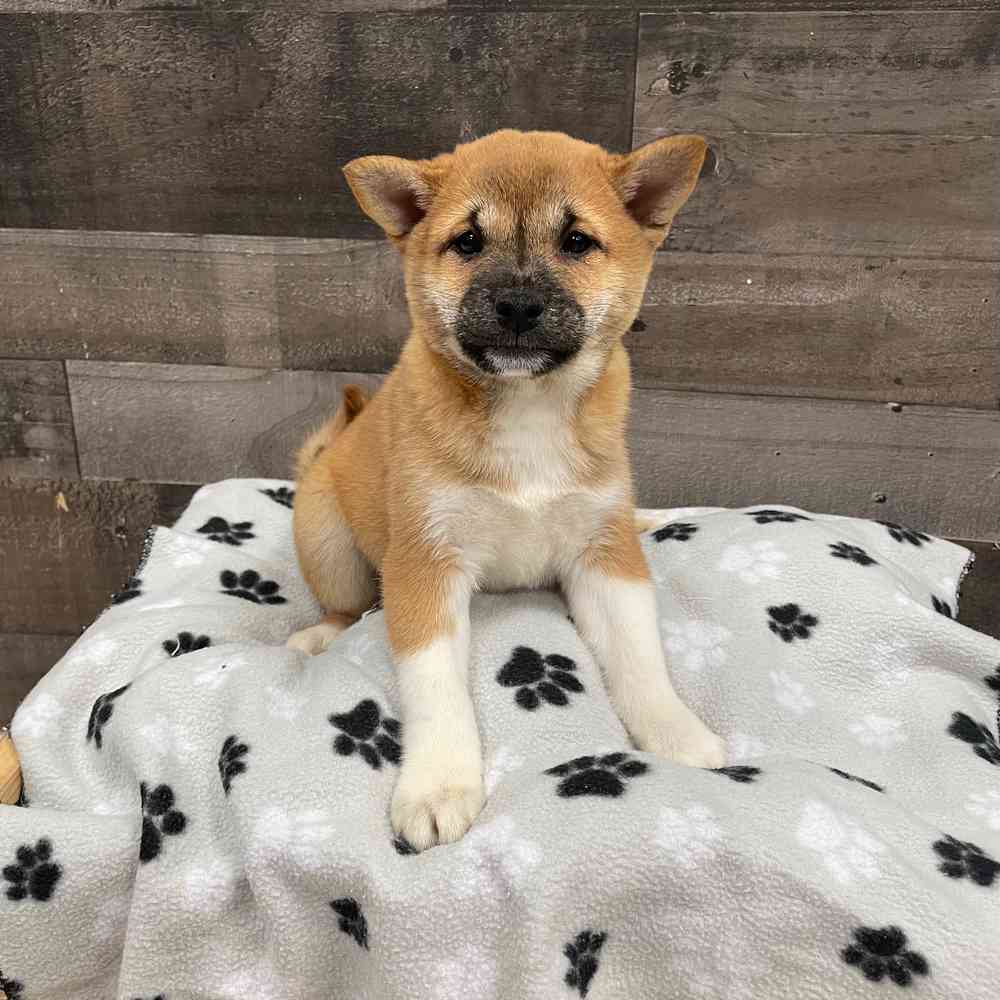 Shiba Inu Puppy for sale - Stamford