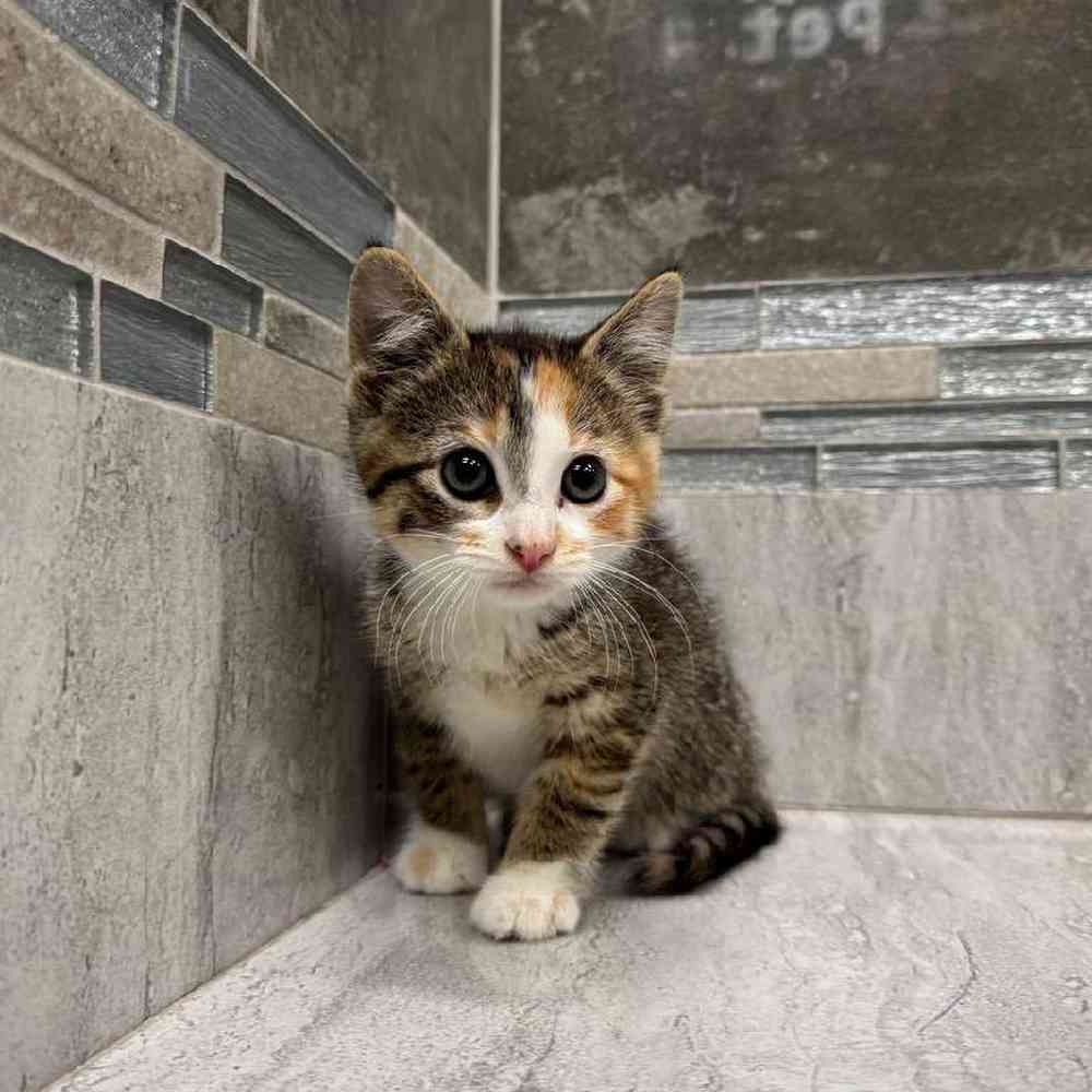 Image of a pet breed in the gallery