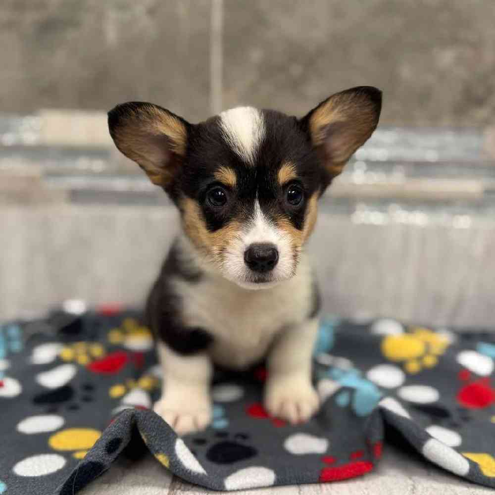 Image of a pet breed in the gallery