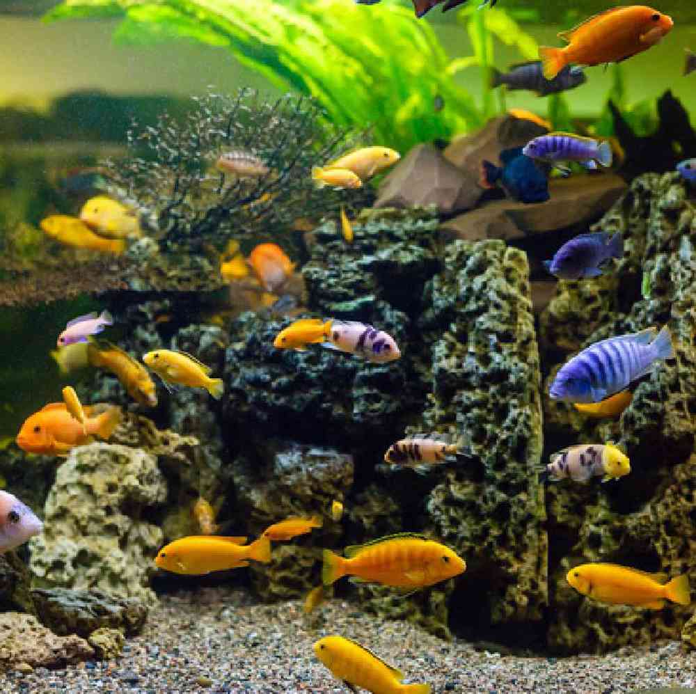 Assorted African Cichlid