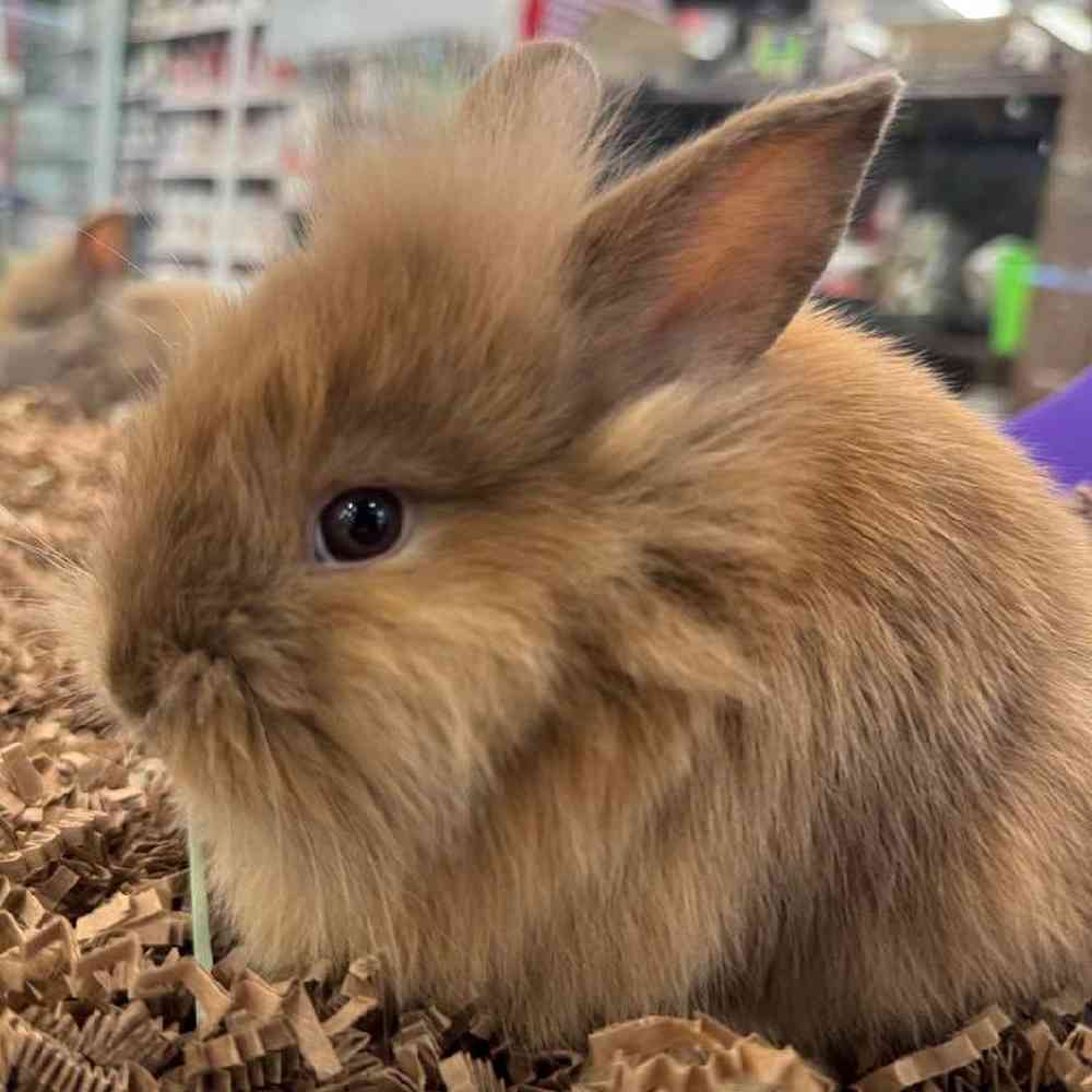 Lionhead Rabbit
