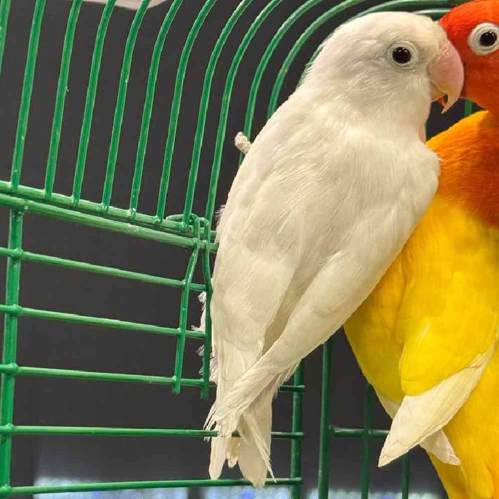 Image of a pet breed in the gallery