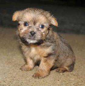 Shorkie