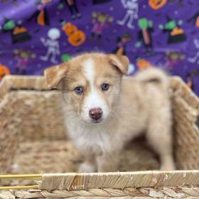 Pomsky