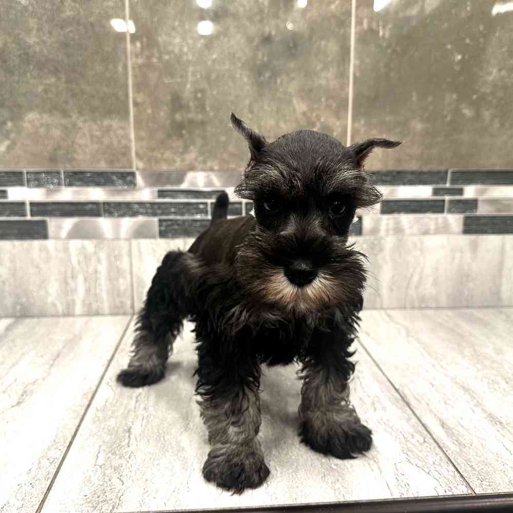 Image of a pet breed in the gallery