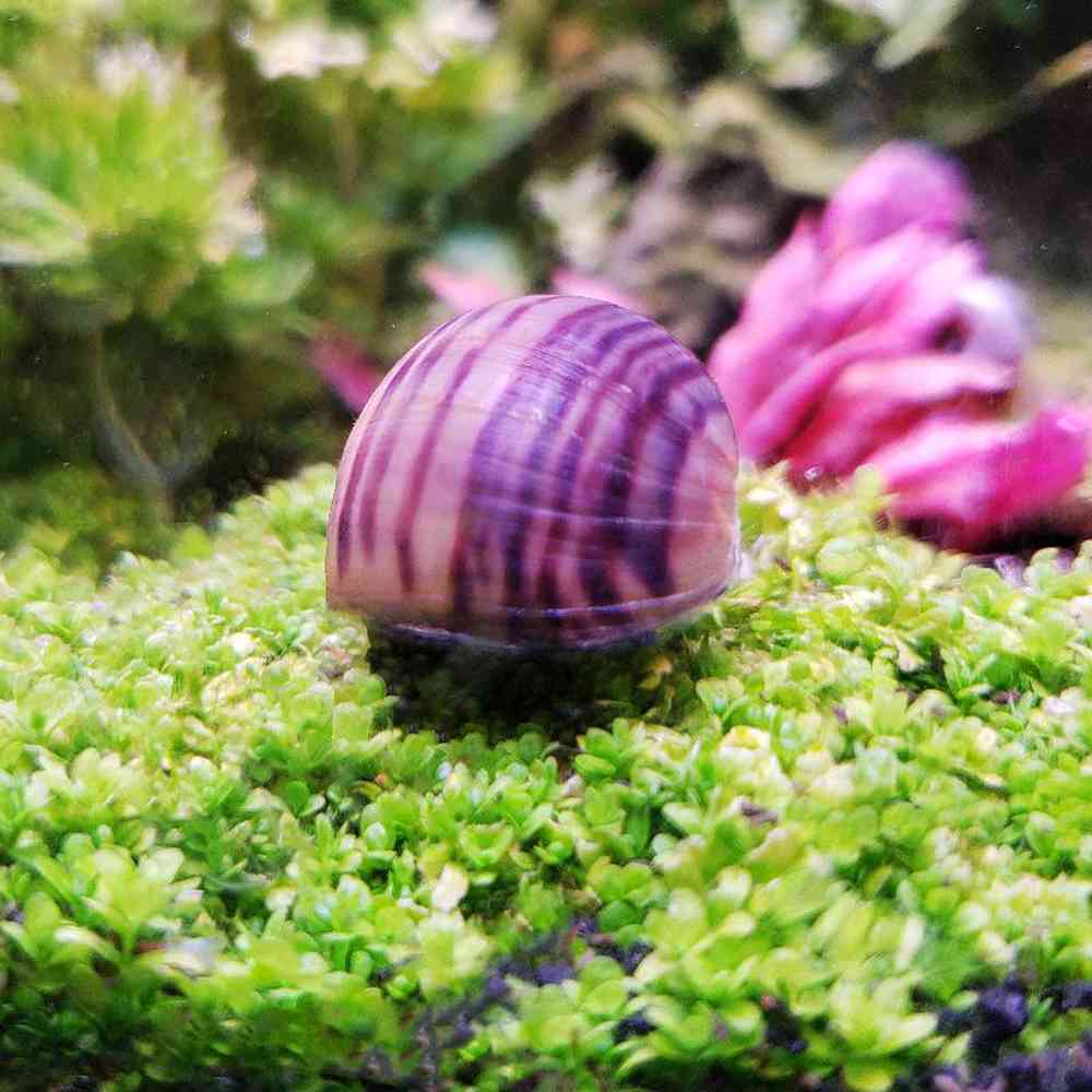 Lavender Mystery Snail