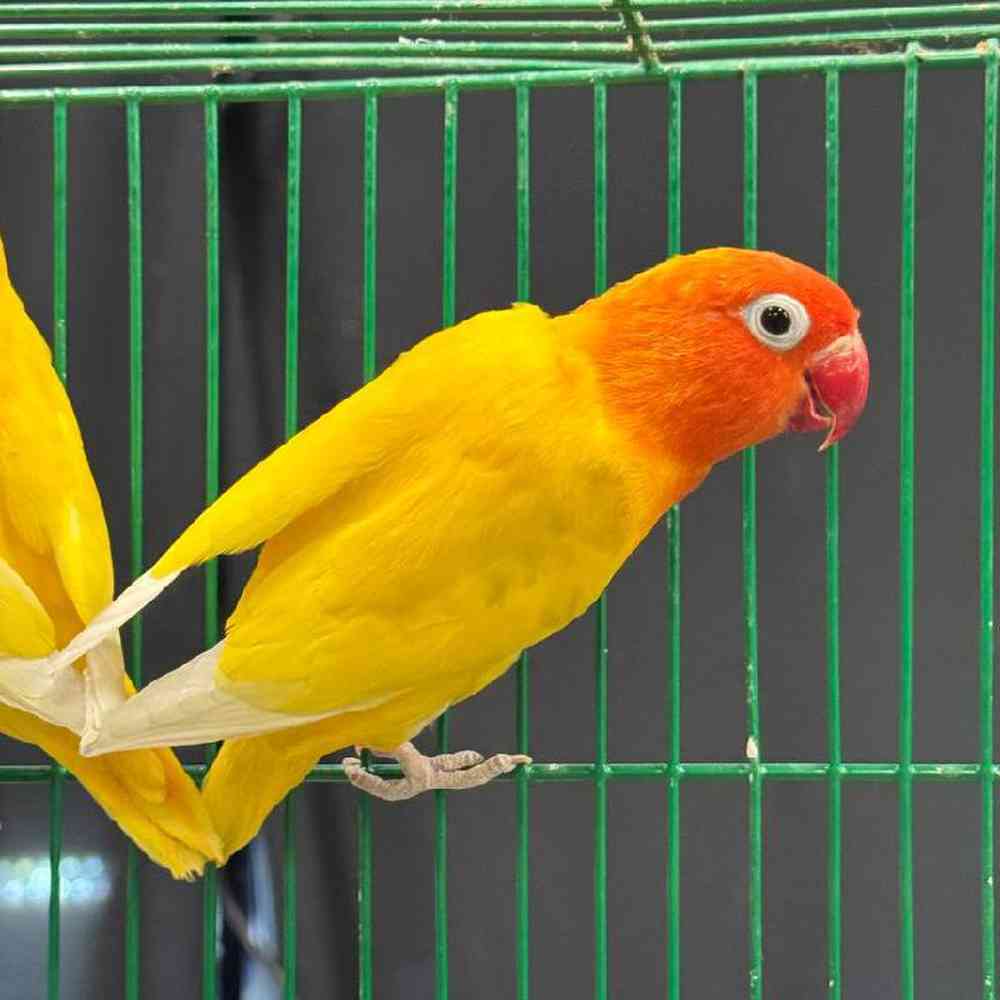 Image of a pet breed in the gallery
