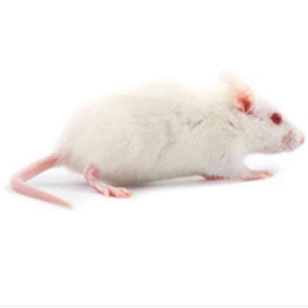 Live Small Rat