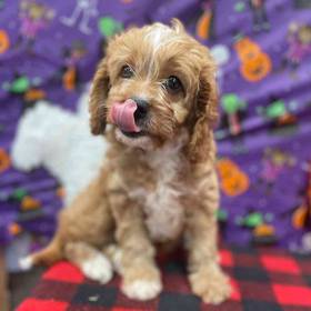 Cavapoo