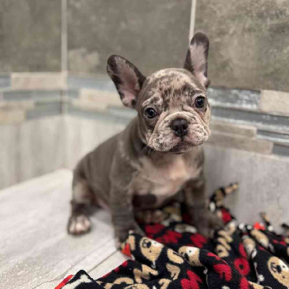 Image of a pet breed in the gallery