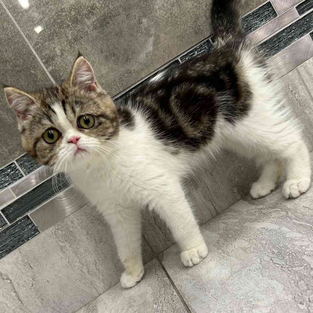 Exotic Shorthair