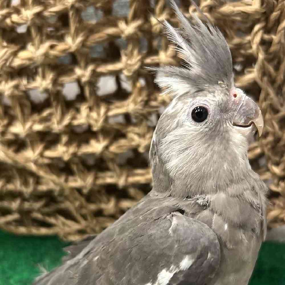 Image of a pet breed in the gallery