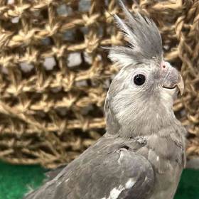 Cockatiel