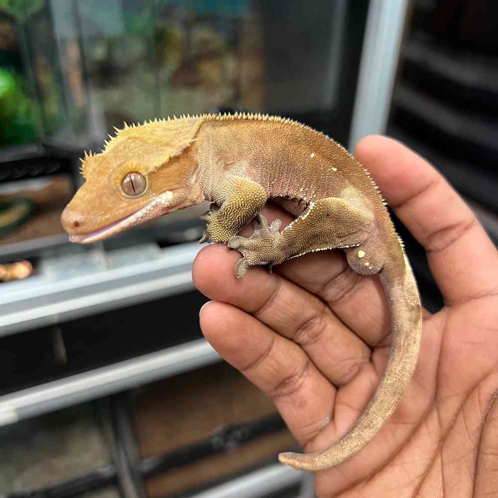 Crested Gecko