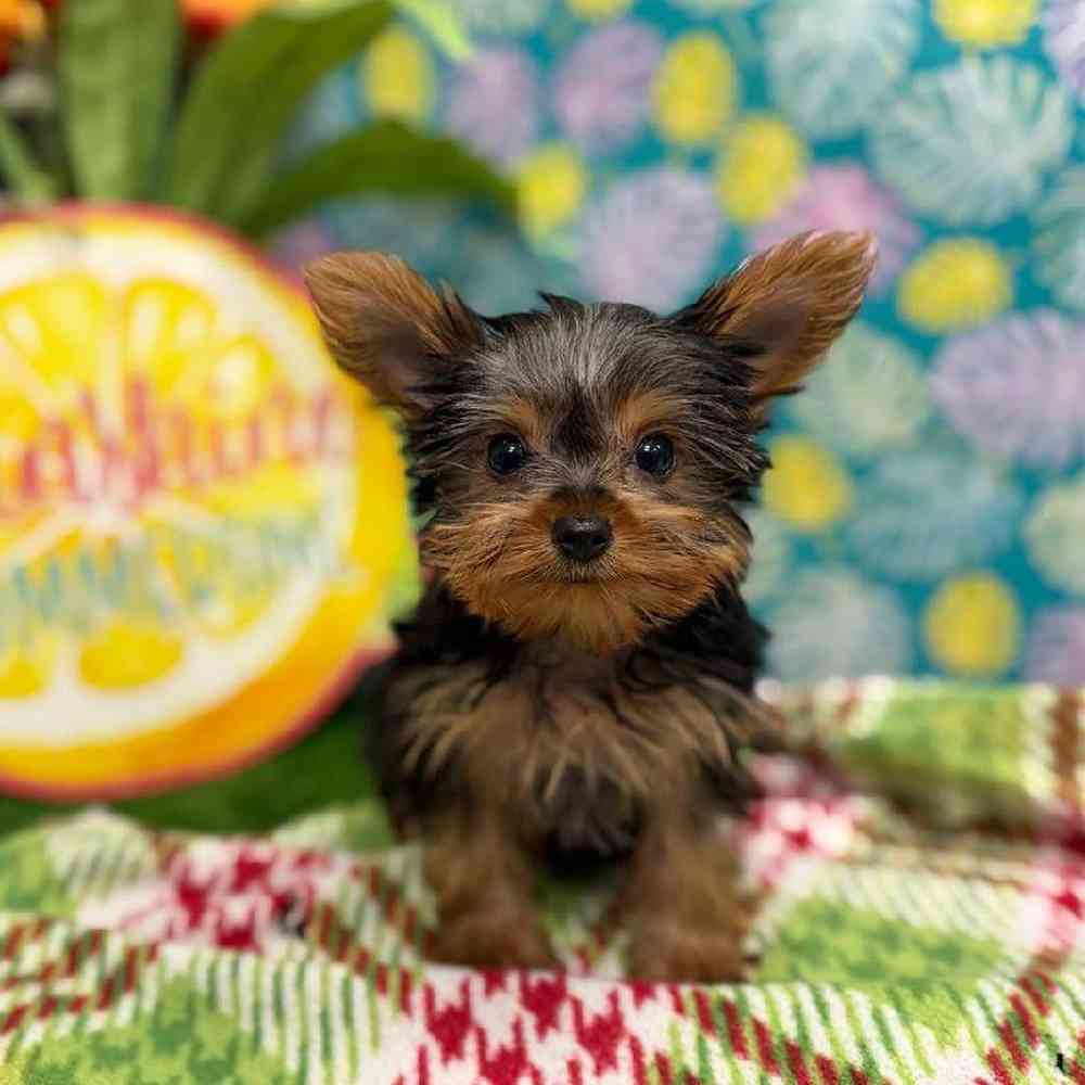 Image of a pet breed in the gallery